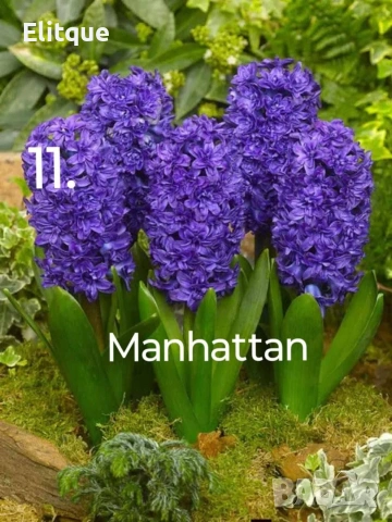 зюмбюл , снимка 12 - Градински цветя и растения - 53265198