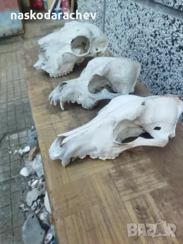 Череп, черепи за декорация