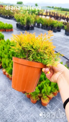 Западна туя Рейнголд (Thuja occidentalis Rheingold), студоустойчива, снимка 16 - Градински цветя и растения - 37392581