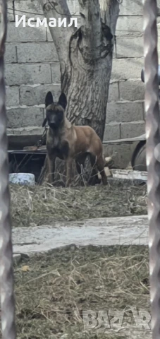 Здравейте Белгийска овчаркана , снимка 1