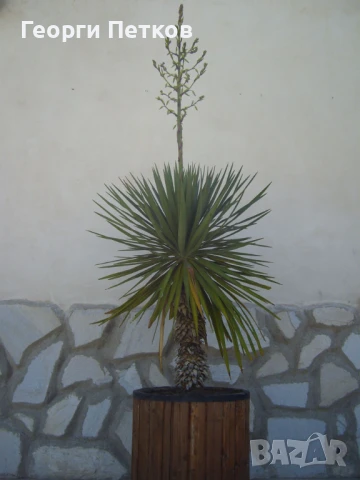 Палма Юка-студоустойчива,дворна-60-70см., снимка 10 - Градински цветя и растения - 51234539