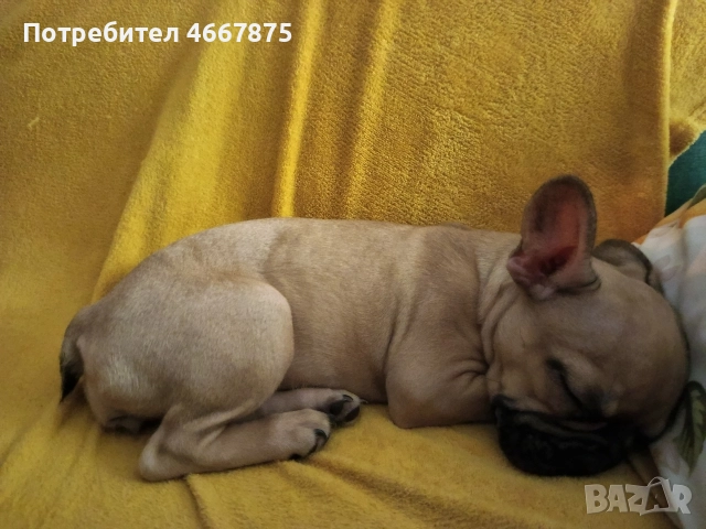 френски булдог , снимка 5 - Френски булдог - 52654466