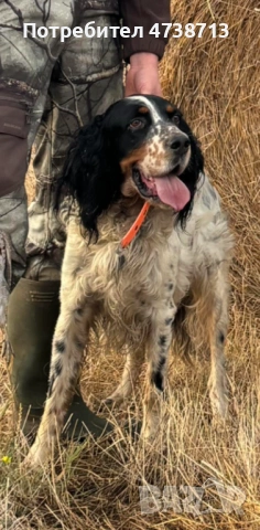 Английски сетер , снимка 10 - Английски сетери - 53565556