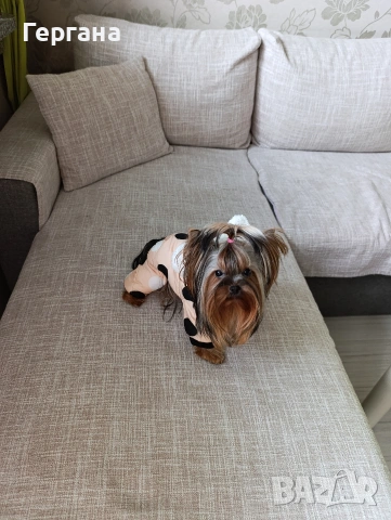 Кучешки зимен гащеризон ХS размер, снимка 2 - За кучета - 53093910