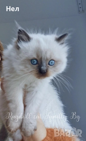 Ragdoll рагдол/регдол  котета мъжки, снимка 6 - Други - 51000590