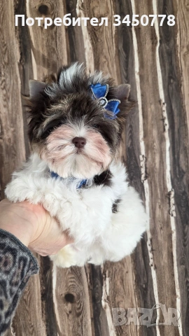 мини йоркшир момче, снимка 15 - Йоркширски териер - 53006502