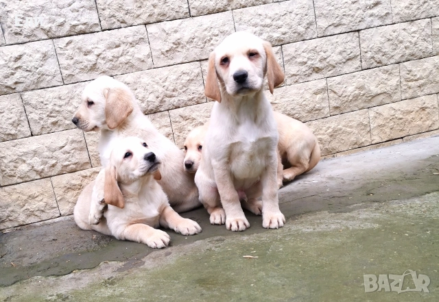 Лабрадор ретривър , снимка 2 - Лабрадор ретривър - 53053990