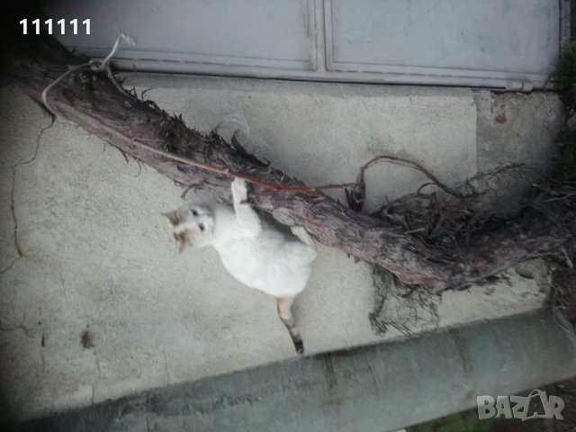 Лоза става за декорация за игра и катерене на котки , снимка 3 - Други стоки за дома - 32531302