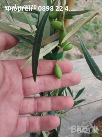 Маслина- 3 сорта , снимка 5 - Градински цветя и растения - 38697287
