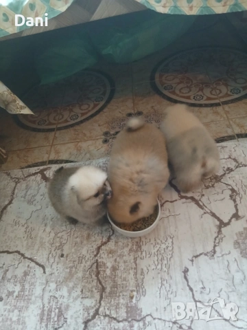Mini pomeran, снимка 11 - Померан - 53295995