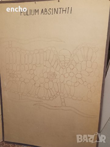 Ботанически растения плакати , снимка 8 - Антикварни и старинни предмети - 40667557