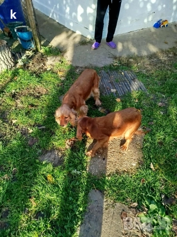 женски Кокер шпаньол, снимка 4 - Кокер шпаньол - 52431511