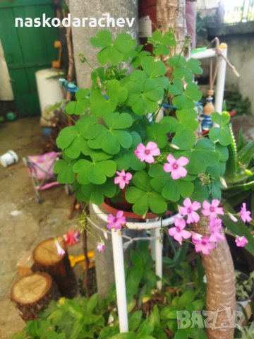 Детелини цъфтящи розово, снимка 1 - Градински цветя и растения - 34949387