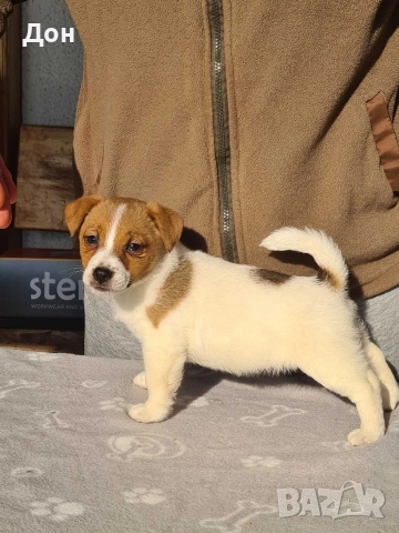 Джак Ръсел Териер 🐾