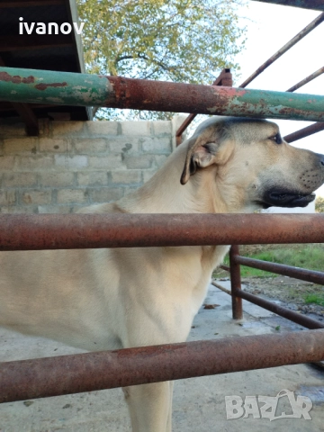 Кангал мъжки. За разплод