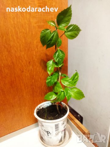 Китайски рози хибискус цвят банан оранжев празен фуния , снимка 7 - Стайни растения - 39360805