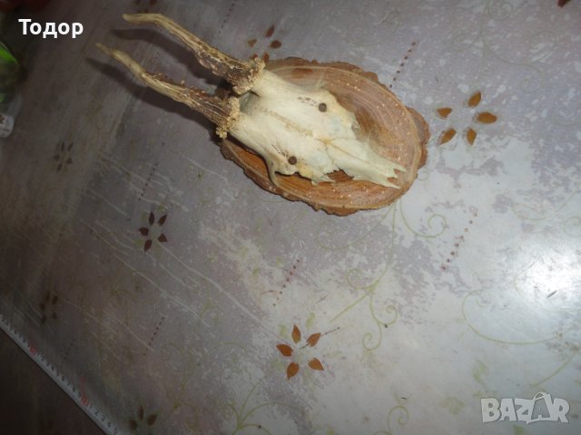 Старинен немски ловен трофей 2, снимка 5 - Антикварни и старинни предмети - 43726700