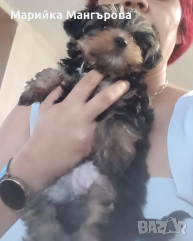 Мини Йоркита много игриви , снимка 9 - Йоркширски териер - 52299919