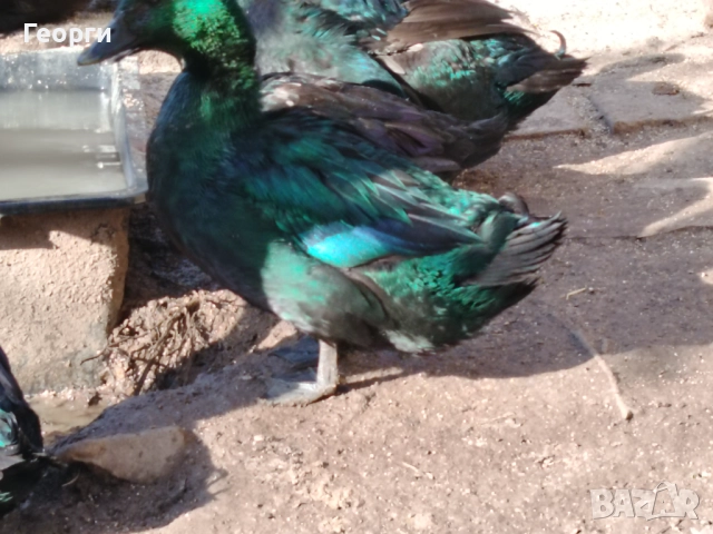 Продавам петли Брама и Каюги, снимка 17 - други­ - 52947667