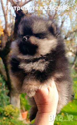 померан, мини померан , снимка 11 - Померан - 52628299