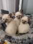 Продавам сиамски котенца, снимка 1