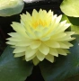 Продавам сортови Водни лилии , снимка 2
