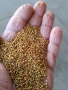 Семе, люцерново семе , снимка 2
