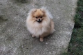 Миниатюрно момиченце померан с родословие FCI, снимка 12
