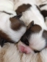 Кученца Ши Тцу /SHIH TZU FCI pedigree , снимка 13