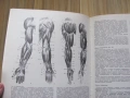 Книга Пластическая анатомия и изображения человека, 1985г., снимка 6