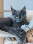 Продавам коте мейн-кун, снимка 3