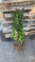 Лигуструм овалифолиум на гол корен, снимка 4