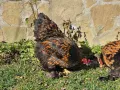 Продавам разплодни яйца от Златно кантирана Брама/Gold Laced Brahma, снимка 10