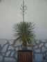 Палма Юка-студоустойчива,дворна-60-70см., снимка 10
