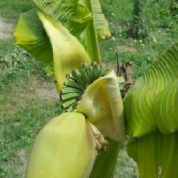Банани, снимка 1 - Стайни растения - 14936642