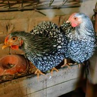 Яйца от Виандот сребърен и гсг , снимка 11 - Кокошки и пуйки - 40390678