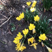 Жълт есенен минзухар, снимка 1 - Градински цветя и растения - 35426445