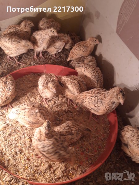 Продавам пъдпъдъци , снимка 1