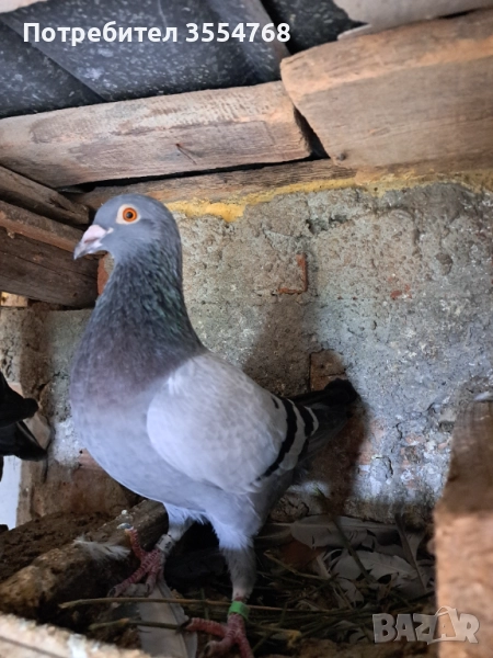 Продавам спортни гълъби , снимка 1