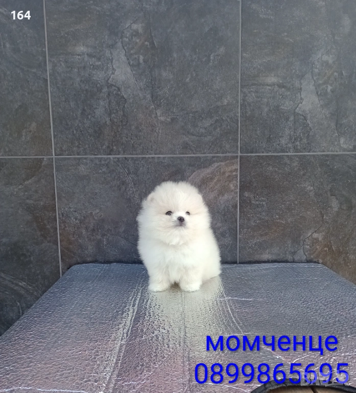 Померан. Мъжко мини Померанче. Реални снимки от 19.01.26 г. , снимка 1