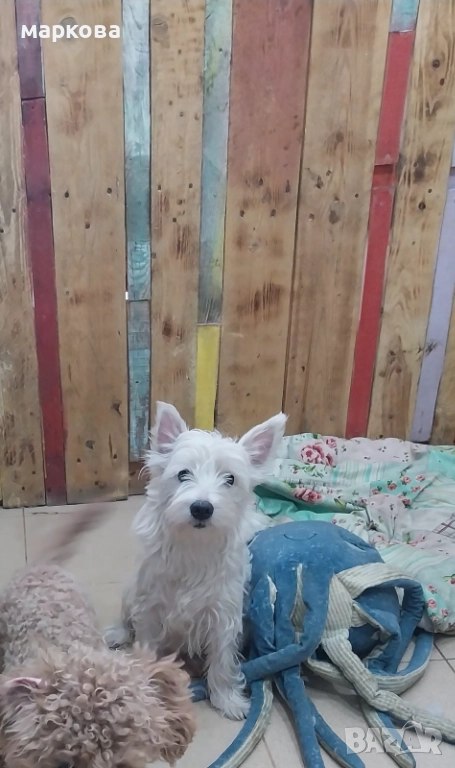 Уест териер-уестхайлендуаит териер/ женско/-10 месеца, снимка 1