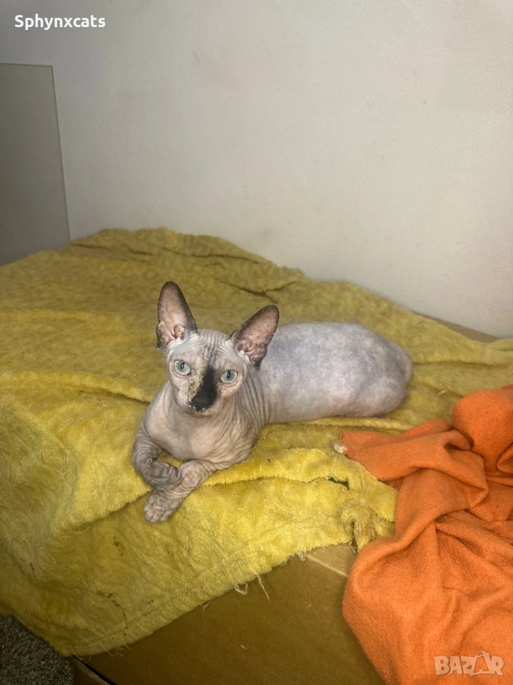 Канадски сфинкс - женски на 5 месеца, снимка 1