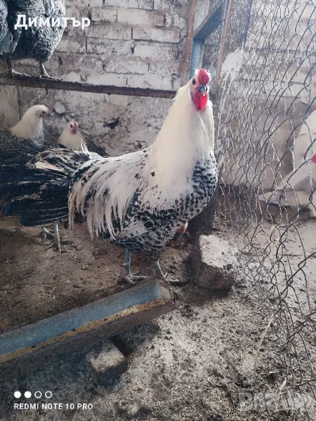 Разплодни яйца от Вествалска кокошка , снимка 1