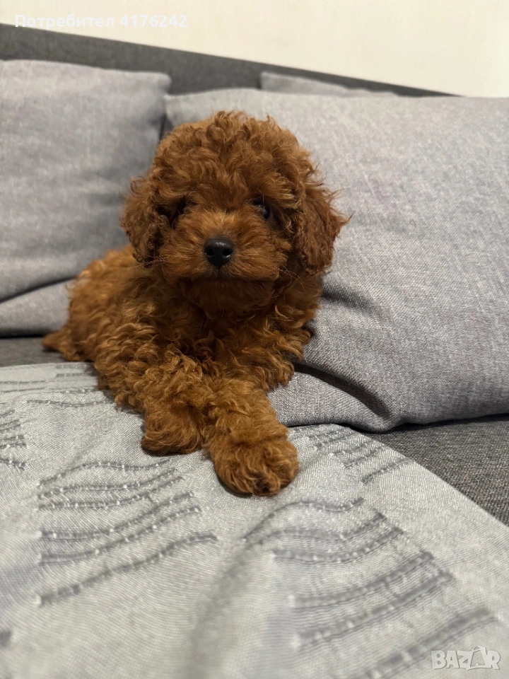 Пудел,той., снимка 1