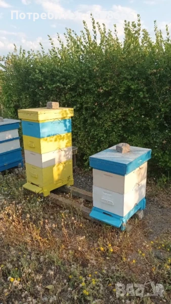 Пчелни семейства гр.Ямбол, снимка 1