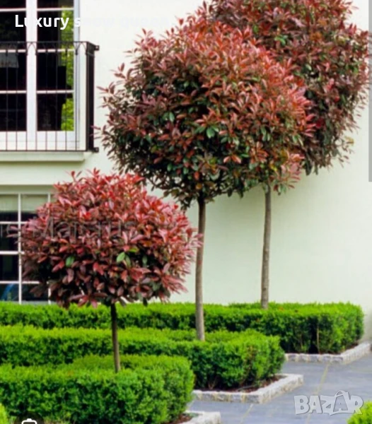 дърво Фотиния ред Робин , снимка 1
