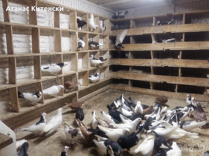 ПАЗАРДЖИШКИ ВИСОКО ЛЕТЦИ ЗА ДЪЛГОТРАЕН ВИСОК ПОЛЕТ, снимка 1