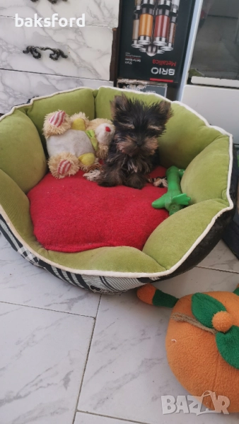 мини йорки, снимка 1