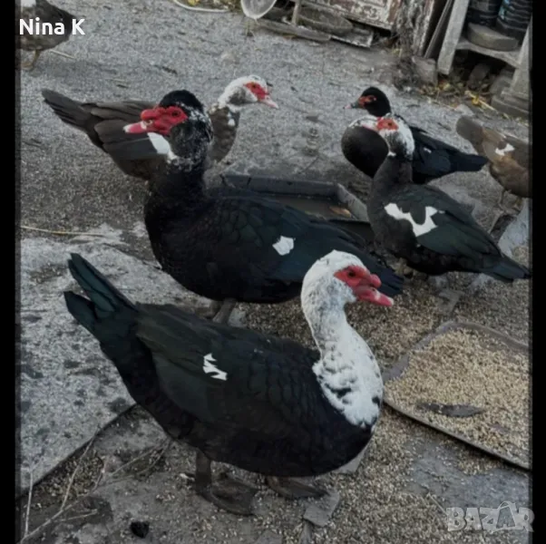 неми патицы за продажба , снимка 1