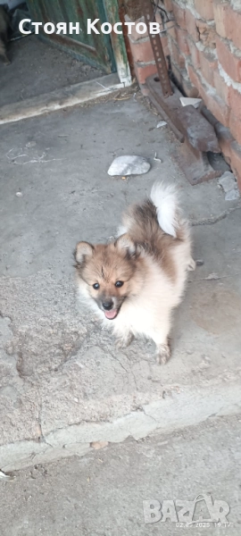 ПОМЕРАН Мини Шпиц , снимка 1